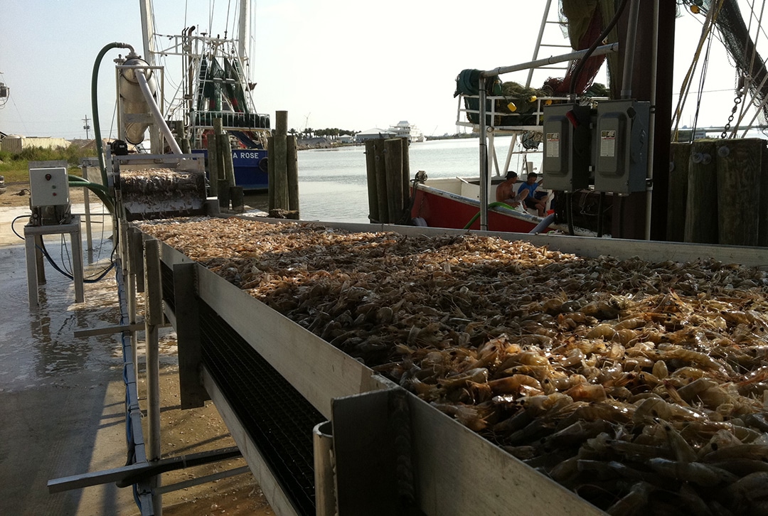 Shrimp-Conveyor-to-scale